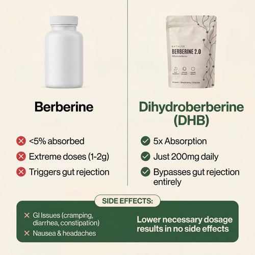 Berberine 2.0 | Dihydroberberine Capsules