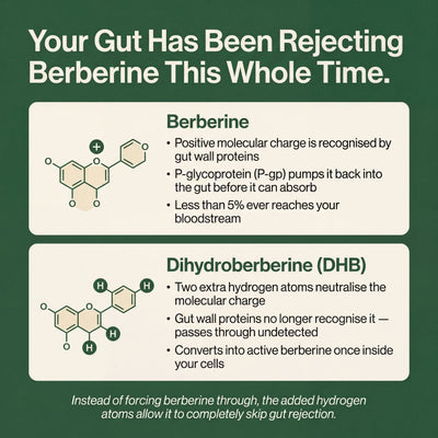 Berberine 2.0 | Dihydroberberine Capsules 200mg