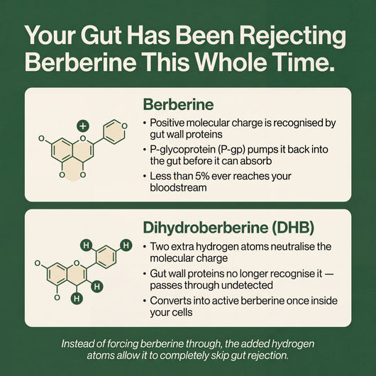 Berberine 2.0 | Dihydroberberine Capsules 200mg